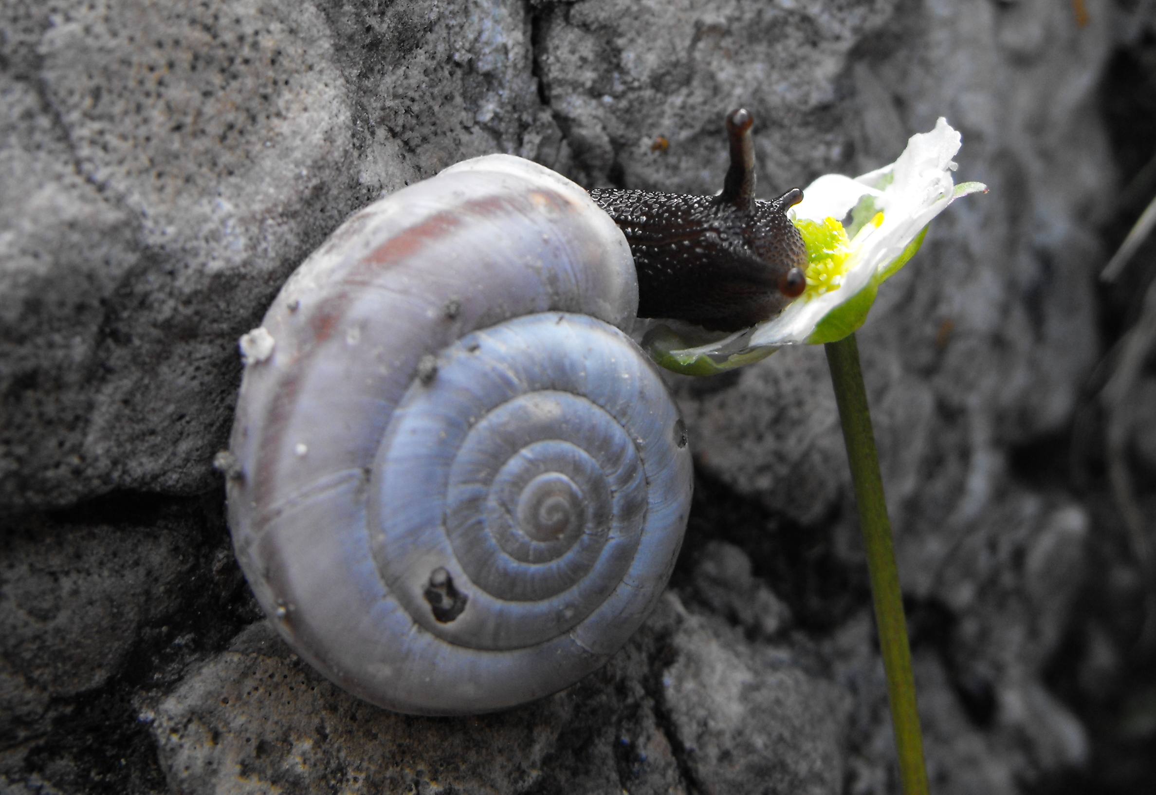 Chilostoma frigidum